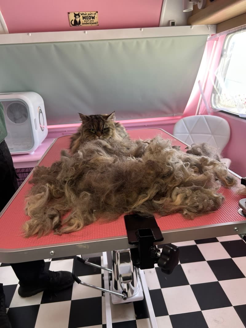Inside the grooming van: checkerboard floor, pink grooming table and dryer unit