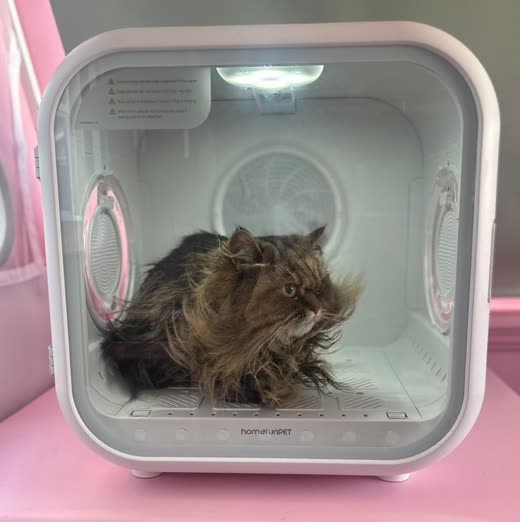 Long-haired tabby cat sitting in a pet drying box in the salon