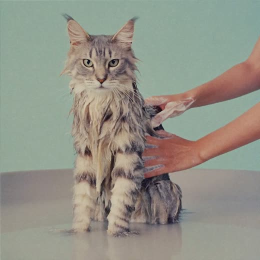 Cat being bathed at a grooming salon